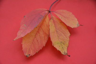 Close-up of autumn leaves against red background