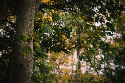Low angle view of trees in forest