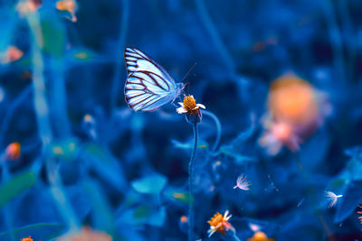 Butterfly pollinating on flower