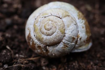 Close-up of shell on rock