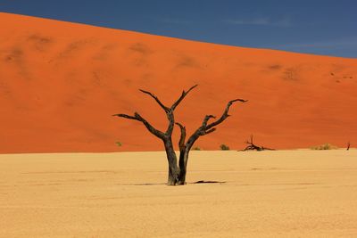 Bare tree on the beach