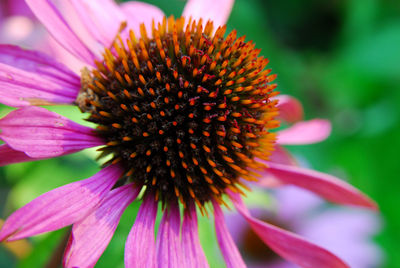 Close-up of pink flower