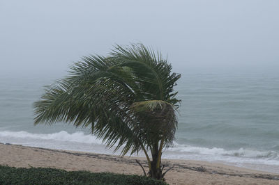 Palm tree by sea against sky