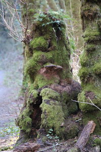 Close-up of moss growing on tree trunk