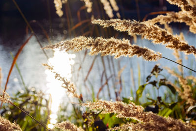 Close-up of plant on field