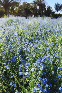 Flowers blooming on field