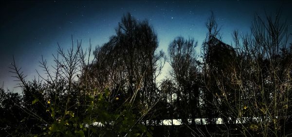 Low angle view of trees against sky at night