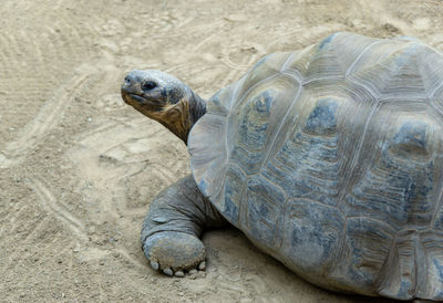 Close-up of tortoise on sand