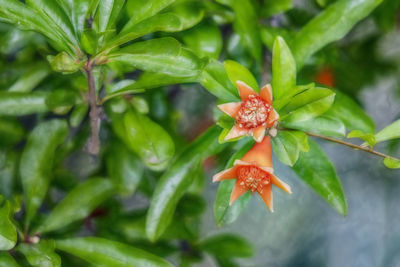 Close-up of orange flowering plant