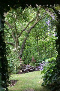 Purple flowers growing on tree