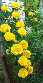 Close-up of yellow flowers