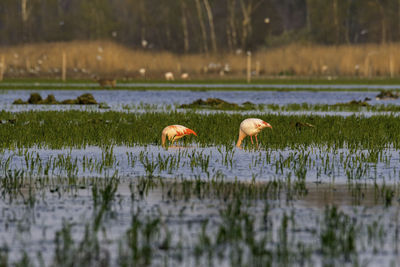 Ducks on a lake