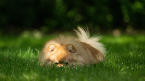 Close-up of a dog on field