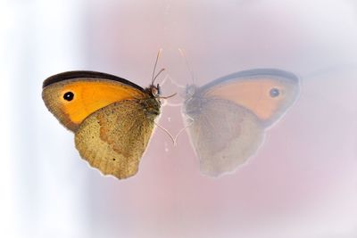 Close-up of butterfly