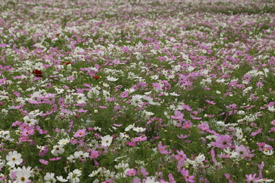 Full frame shot of pink flowers blooming on field