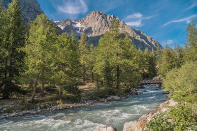 Scenic view of river amidst trees against sky