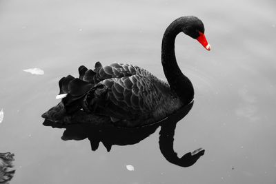 Swan swimming in lake