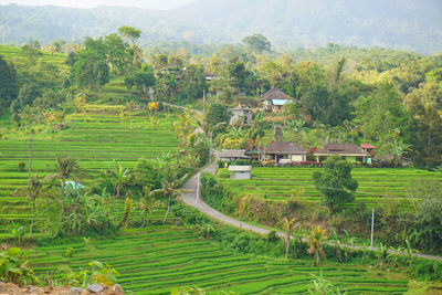 Bali scenic view of agricultural field against trees and houses