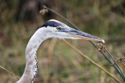 Close-up of a bird