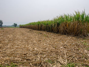 Scenic view of agricultural field against clear sky