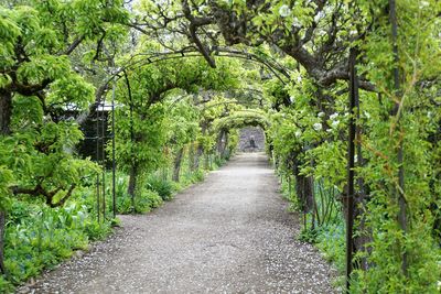 Road amidst trees in forest