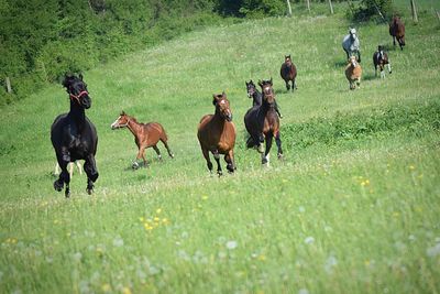 Horses running in a field