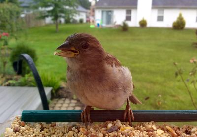 Close-up of bird perching outdoors