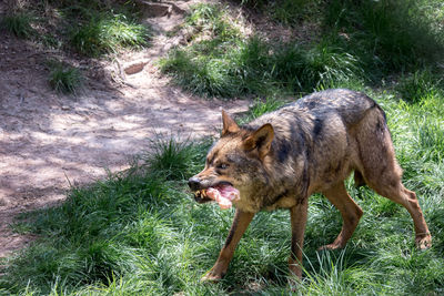 Dog on grass