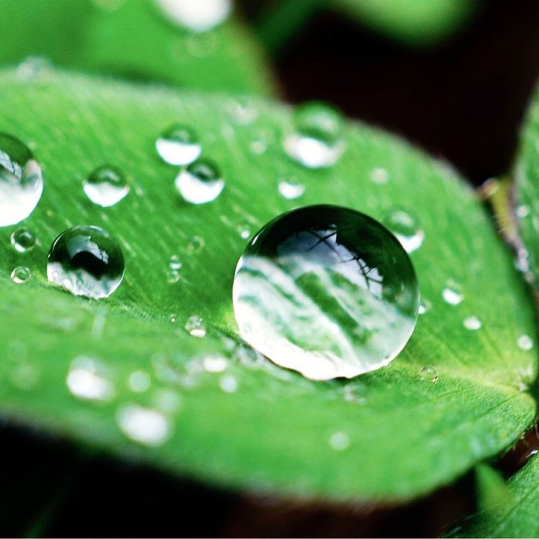 CLOSE-UP OF RAINDROPS ON GREEN LEAF