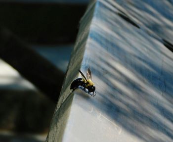 High angle view of bee
