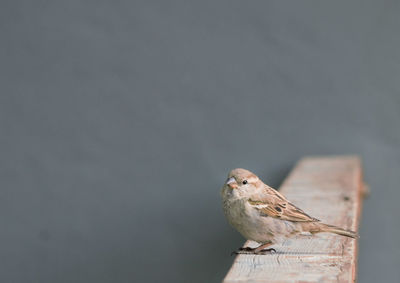 Side view of sparrow perching on wood against wall