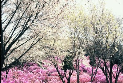 Low angle view of flower trees against sky