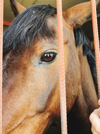 Close-up of horse