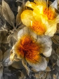 Close-up of yellow flower blooming outdoors