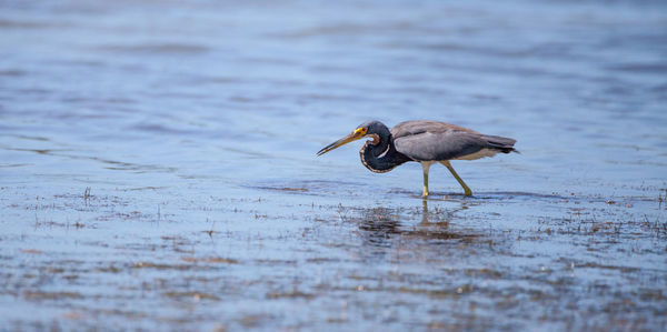 Little blue heron bird egretta caerulea hunts for frogs amid water fern salvinia minima 