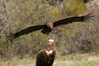 Bird flying over a field