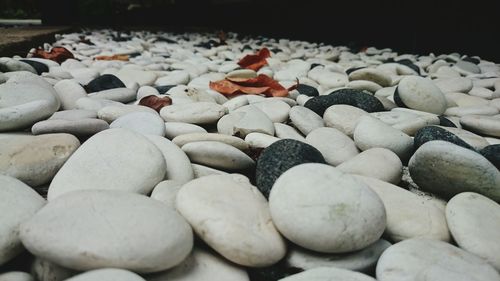 Close-up of vegetables