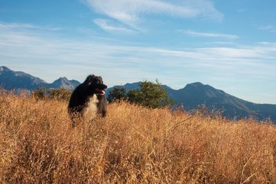 Dog on hike near idyllwild,ca