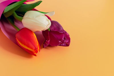 Close-up of rose over white background