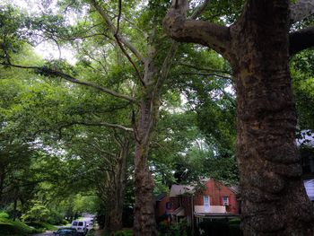 Trees in forest