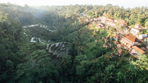 High angle view of townscape and trees