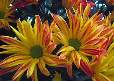 Close-up of yellow flowers