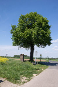 Trees on grassy field against cloudy sky