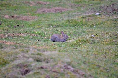 Squirrel on field