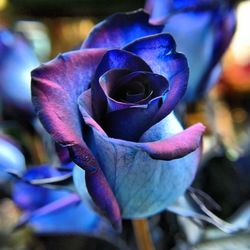 Close-up of purple flower blooming outdoors