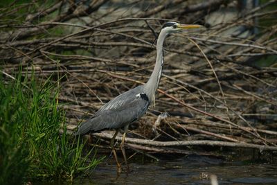 High angle view of gray heron perching on grass