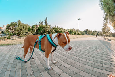 View of dog on footpath