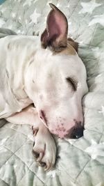 Close-up of dog sleeping on bed