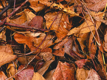 Full frame shot of dried autumn leaves