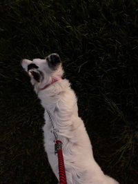 High angle view of a dog on field